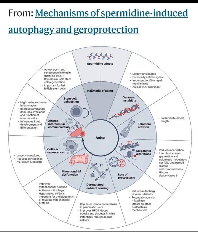 Longevity Molecule Spermidine