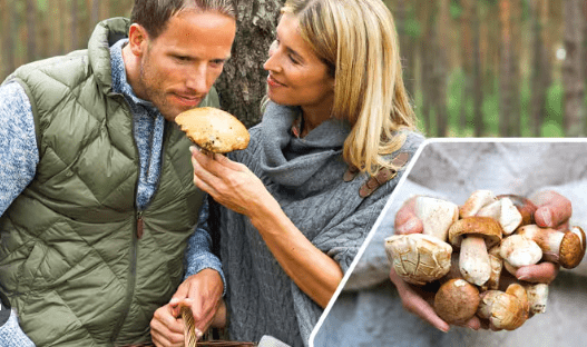 Ergothioneine: The Longevity Boosting Superhero You Haven't Heard Of