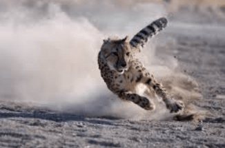 THE NEED FOR SPEED